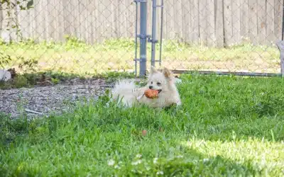 Dog Run Ideas for Small Yards