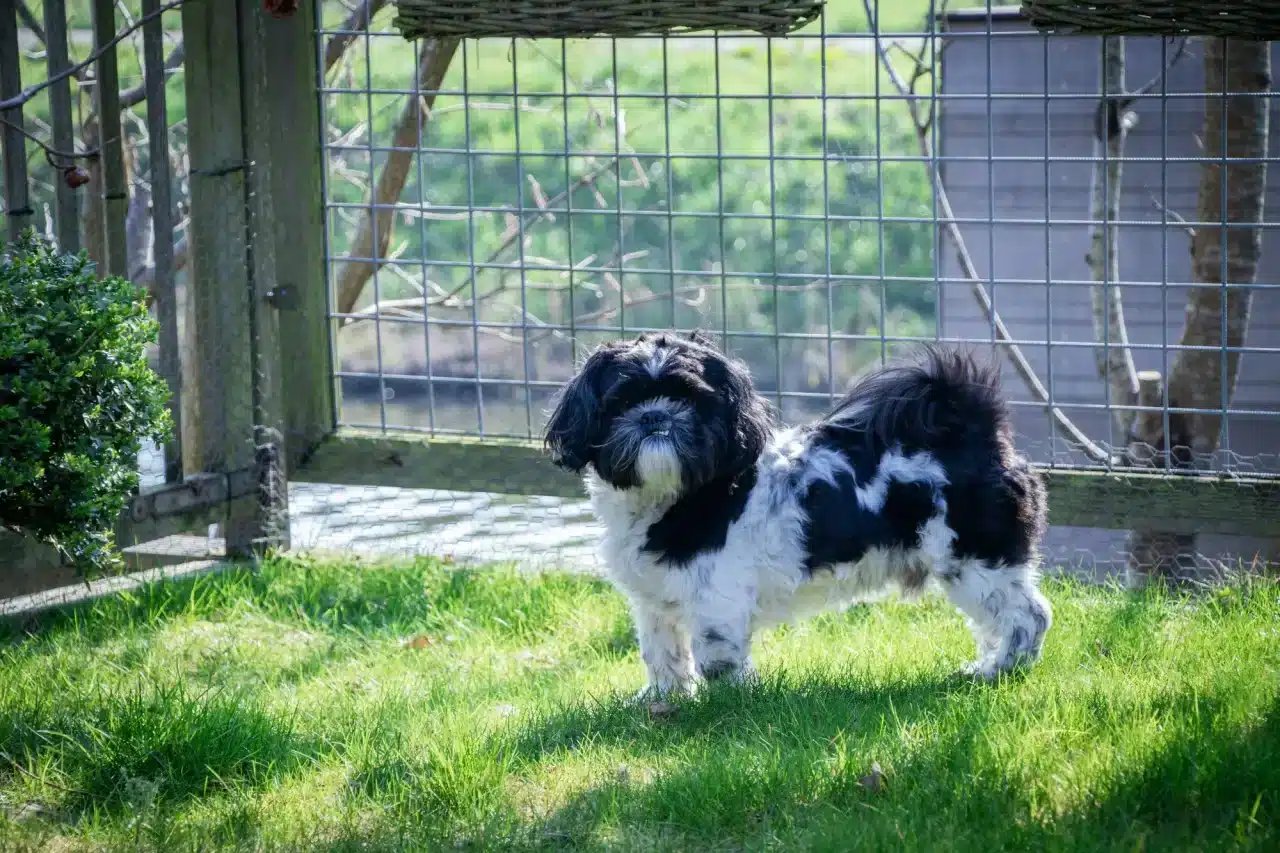 A cute dog in a yard with a dog fence