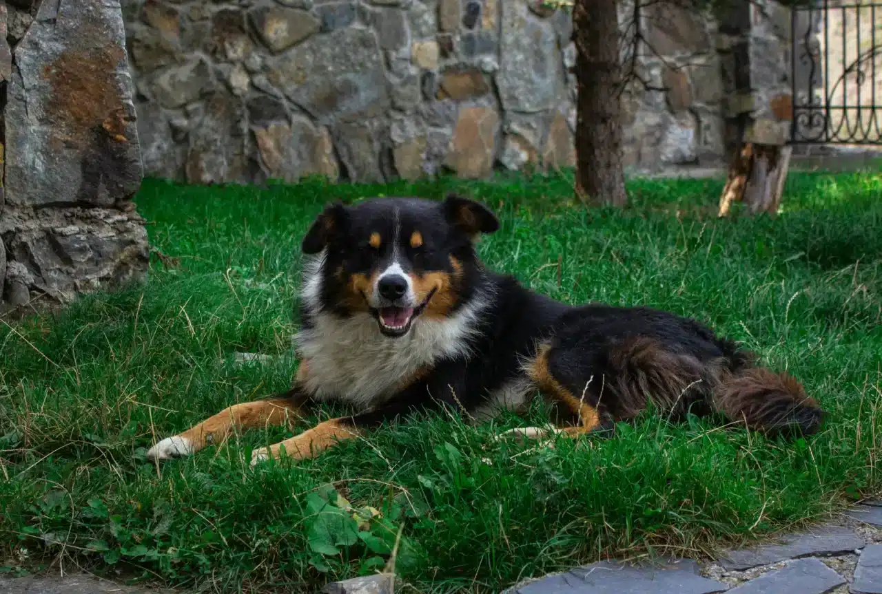 A dog lounging in the yard