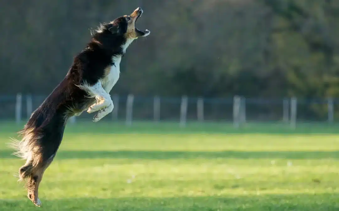 10 Important Items for Your Dog Run in Edmonton