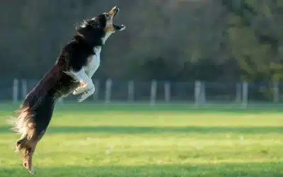 10 Important Items for Your Dog Run in Edmonton
