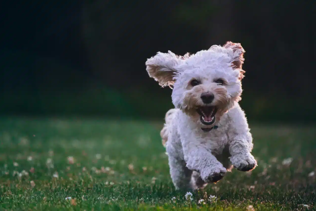 A small puppy running in the backyard