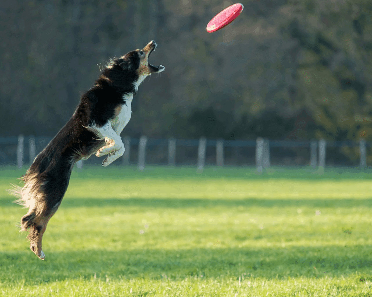 A dog jumps to catch a frisbee insite of their large dog run