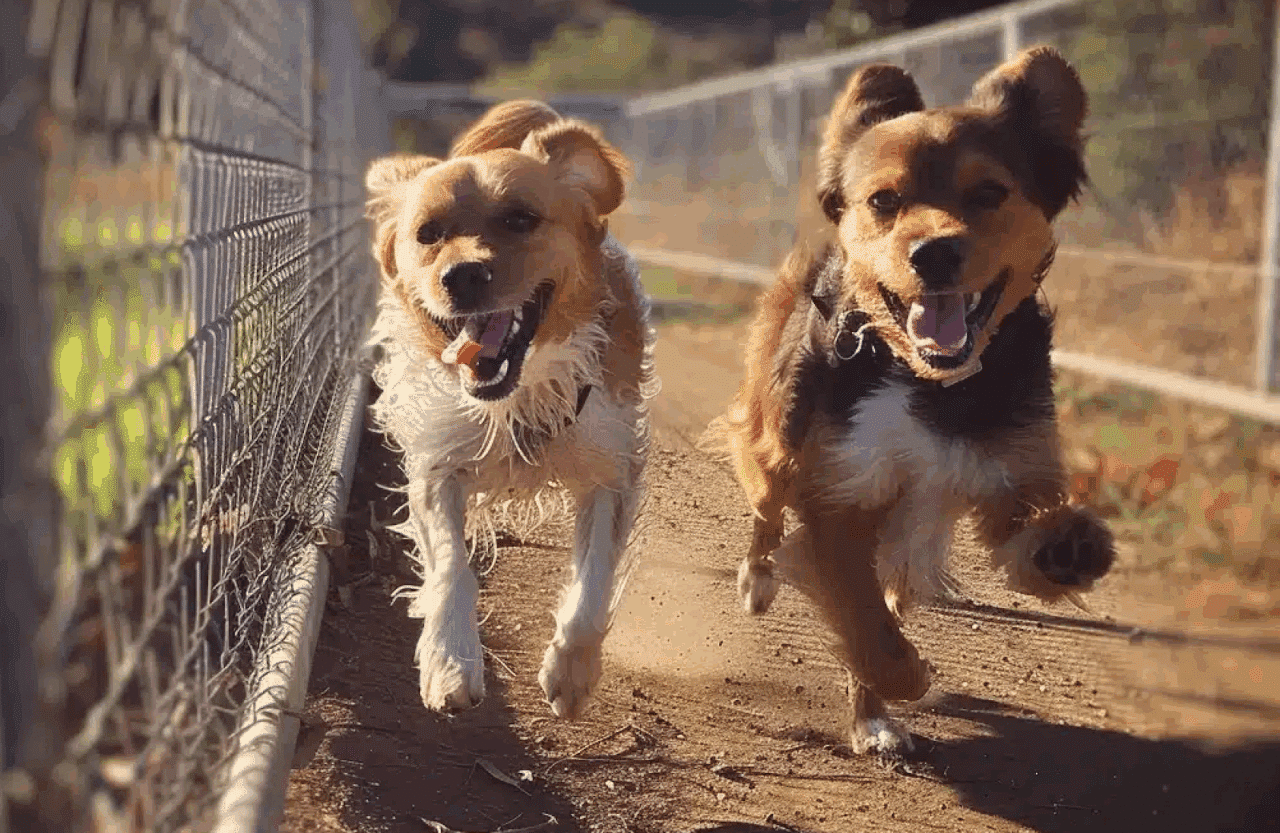 Two dogs run side by side in a dog run in Alberta on a sunny day.